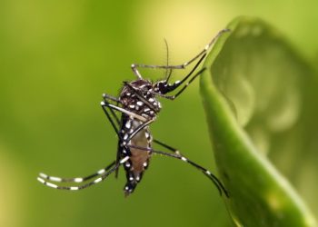 Provincia en Alerta: Fallecimiento con Dengue Abre Debate sobre Coinfección