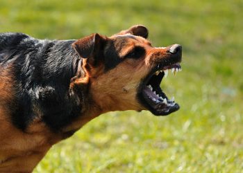 Una concejala propuso que las multas por animales sueltos en Funes se usen para campañas de salud animal