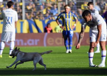La increíble historia de «Coco», el perro que se metió en la cancha de Rosario Central y se volvió viral