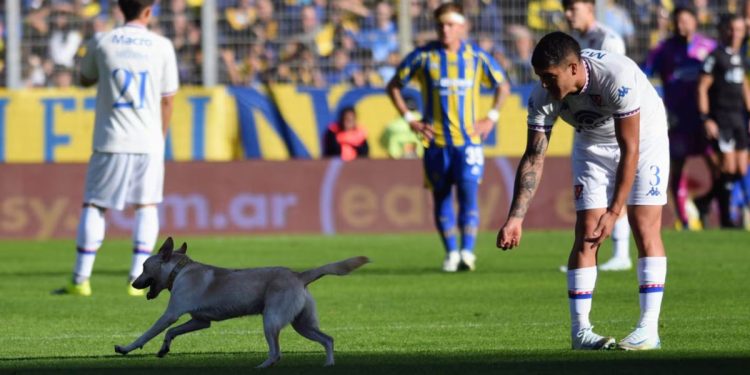 La increíble historia de «Coco», el perro que se metió en la cancha de Rosario Central y se volvió viral