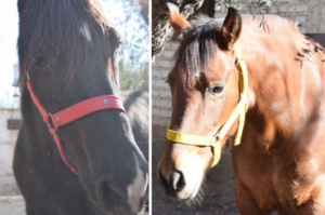 Derecho animal: qué provincia reconoció a dos yeguas como seres sintientes